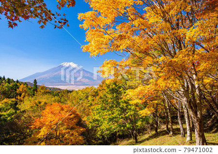 (Yamanashi Prefecture) Autumn leaves of the 20th song pass, Mt. Fuji covered with snow 79471002