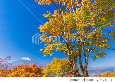 (Yamanashi Prefecture) Autumn leaves of the 20th song pass, Mt. Fuji covered with snow 79471005