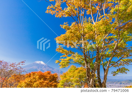 (Yamanashi Prefecture) Autumn leaves of the 20th song pass, Mt. Fuji covered with snow 79471006
