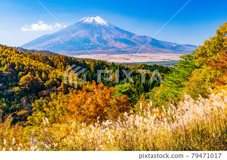(山梨縣)第20歌關的紅葉,白雪覆蓋的富士山 (山梨縣)第20歌關的紅葉,白雪覆蓋的富士山 79471017