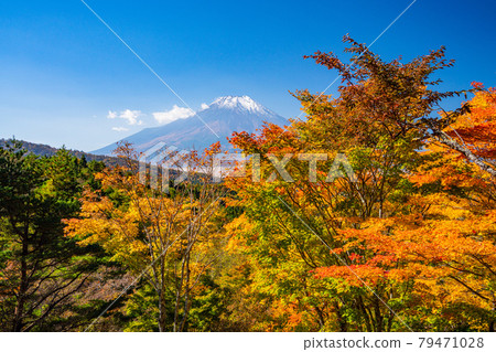 (Yamanashi Prefecture) Autumn leaves of the 20th song pass, Mt. Fuji covered with snow 79471028
