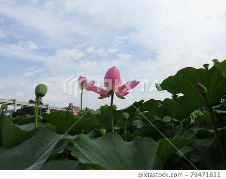 Pink flowers of Ogahas in Chiba Park with petals that have begun to fall 79471811