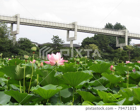 千葉公園Ogahas的粉紅色花朵,花瓣已經開始落下 千葉公園Ogahas的粉紅色花朵,花瓣已經開始落下 79471815