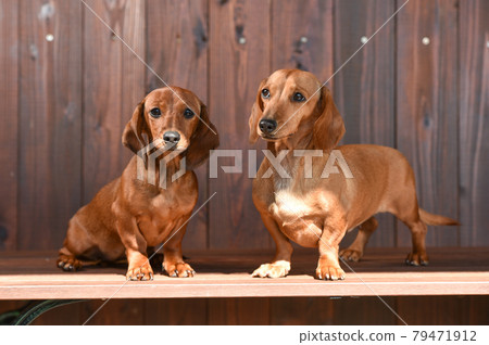 Kaninhen Dachshund in a soot pose 79471912