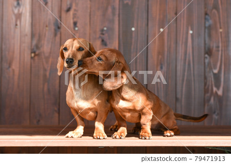 Kaninhen Dachshund in a soot pose 79471913