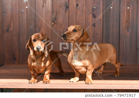 Kaninhen Dachshund in a soot pose Kaninhen Dachshund in a soot pose 79471917