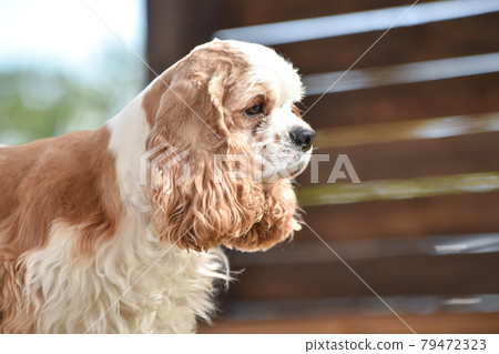 can a american cocker spaniel live in australia