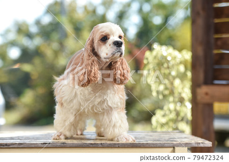 在壽司姿勢的美國可卡犬 79472324