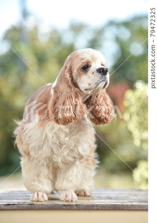 在壽司姿勢的美國可卡犬 在壽司姿勢的美國可卡犬 79472325