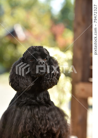 在壽司姿勢的美國可卡犬 79472327