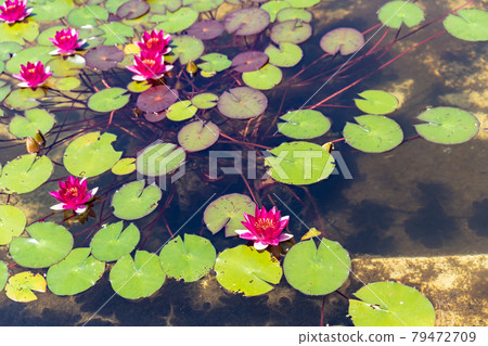 滋賀縣草津市水生植物園水之森水上花園花荷花漂浮在影池中 79472709