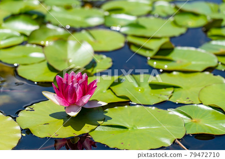 滋賀縣草津市水生植物園水之森水上花園花荷花漂浮在影池中 79472710