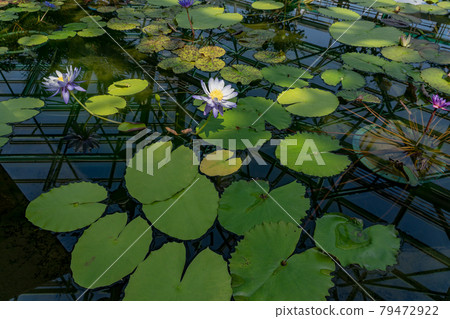 滋賀縣草津市水生植物園水之森溫室水蓮花漂浮在蓮花樓的池塘里 79472922