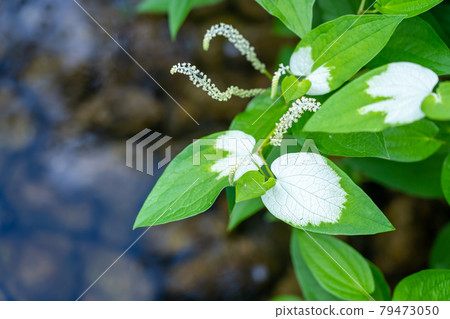 初夏盛開的三白草 79473050