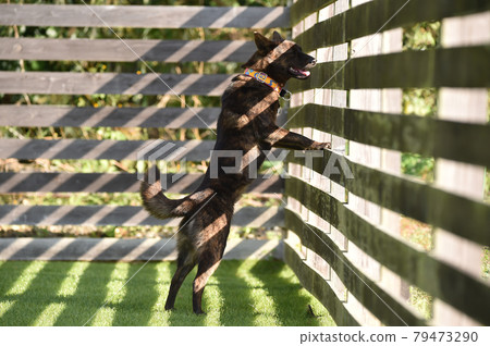 Kai dog playing in Gran Kai dog playing in Gran 79473290