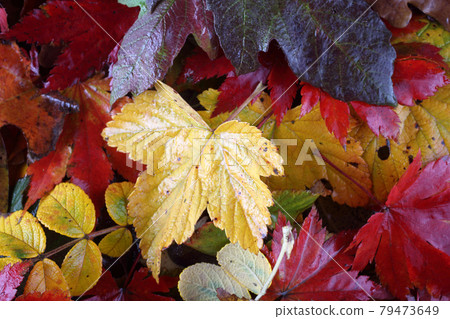 Autumn leaves background Autumn leaves background 79473649