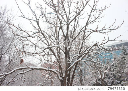 snow on ground and tree branches in winter snowfall season 79473830