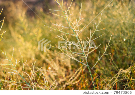Image of water droplets that glow golden at the tip of a branch Image of water droplets that glow golden at the tip of a branch 79473866
