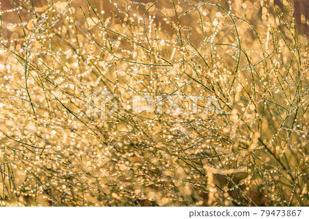 Image of water droplets that glow golden at the tip of a branch Image of water droplets that glow golden at the tip of a branch 79473867