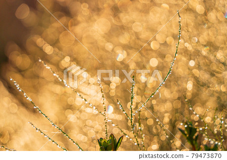 Image of water droplets that glow golden at the tip of a branch Image of water droplets that glow golden at the tip of a branch 79473870