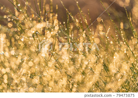 Image of water droplets that glow golden at the tip of a branch Image of water droplets that glow golden at the tip of a branch 79473875