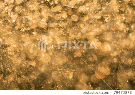 Image of water droplets that glow golden at the tip of a branch Image of water droplets that glow golden at the tip of a branch 79473878