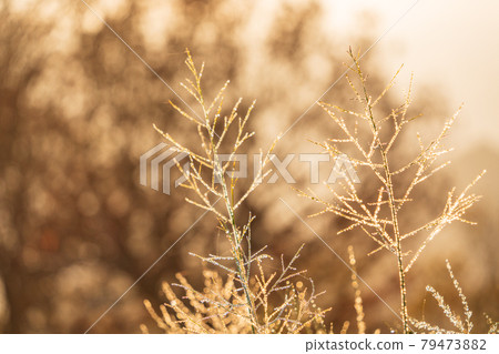 在樹枝尖端發光的水滴圖像 在樹枝尖端發光的水滴圖像 79473882