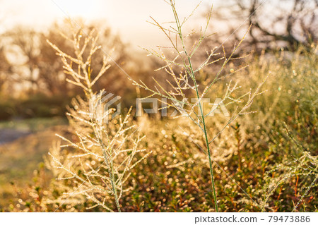 Image of water droplets that glow golden at the tip of a branch Image of water droplets that glow golden at the tip of a branch 79473886