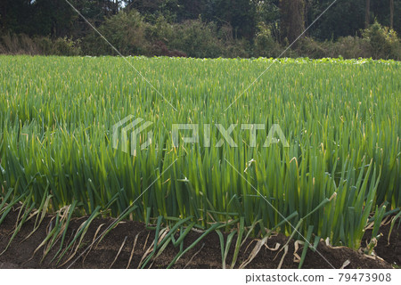 Onion field 79473908
