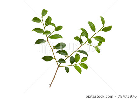 Sakaki leaves and branches on white background 79473970