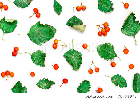 Autumn flat lay. Nature pattern: dry leaves, green leafs, orange fruits Rowans isolated on white background. Flat lay, top view. Autumn flat lay. Nature pattern: dry leaves, green leafs, orange fruits Rowans isolated on white background. Flat lay, top view. 79473973