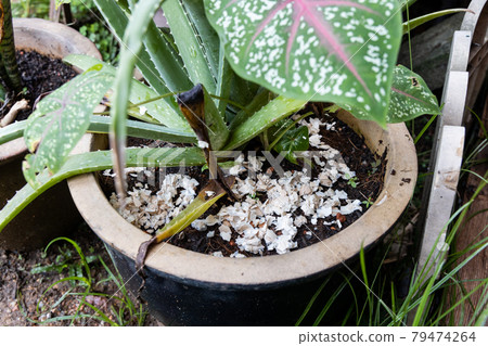 Closeup of crushed egg shell scatted onto soil as organic fertilizers on potted plant 79474264