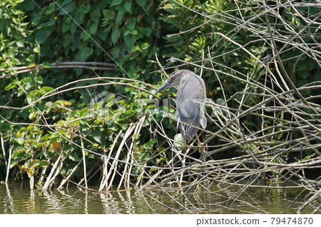 Night heron perching on the reeds of a pond Night heron perching on the reeds of a pond 79474870