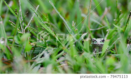 它是什麼？ 79475113