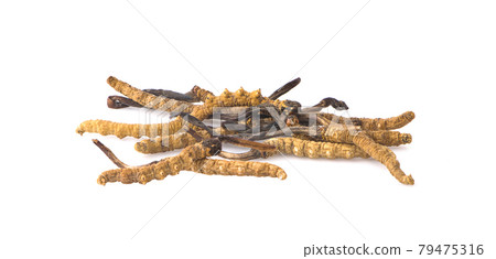 Ophiocordyceps sinensis (CHONG CAO, DONG CHONG XIA CAO) or mushroom cordyceps this is a herbs on white background 79475316