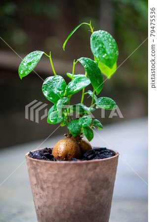 Gajumaru,觀葉植物 Gajumaru,觀葉植物 79475536