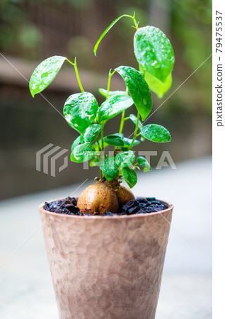 Gajumaru，觀葉植物 79475537