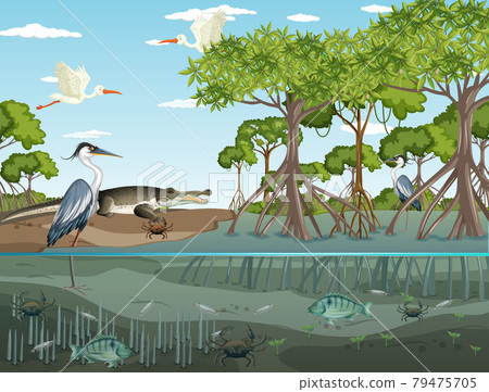 Mangrove forest landscape scene at daytime Mangrove forest landscape scene at daytime 79475705