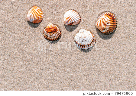 Summer pattern background. Seashells, shells on sand tropical sea beach. Vacation backdrop with space for the text. 79475900