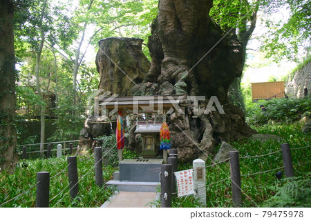 熱海的能量點來宮神社（靜岡縣熱海市） 79475978