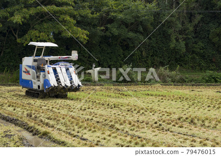 Rice harvesting tractor and scarecrow 79476015