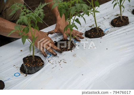 Planting tomato seedlings 79476017