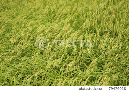 Rice straw 79476018