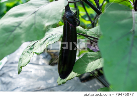 Cultivation of summer vegetables eggplant (June) Home garden 79476077