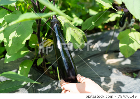 A woman who grows and harvests summer vegetable eggplants (June) Home garden A woman who grows and harvests summer vegetable eggplants (June) Home garden 79476149