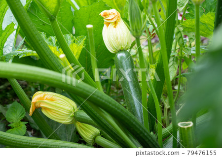 西葫蘆的栽培 一種生長在田間的夏季蔬菜 6 月 家庭菜園 照片素材 圖片 圖庫