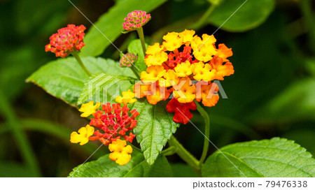 "Lantana flower", also known as "seven changes" "Lantana flower", also known as "seven changes" 79476338
