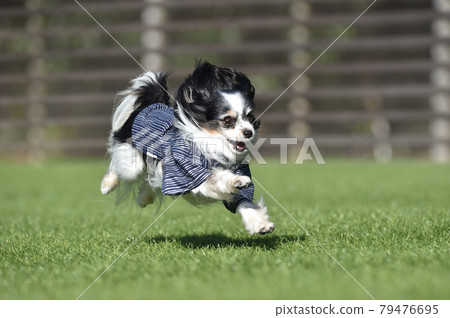 Papillon 穿著和服和袴與狗一起奔跑 Papillon 穿著和服和袴與狗一起奔跑 79476695
