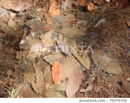 落葉 79476708