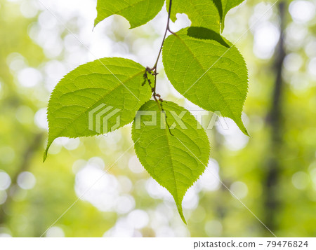 Fresh green water drops leaves leaves early summer rainy season eco-image Fresh green water drops leaves leaves early summer rainy season eco-image 79476824